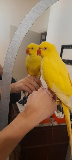 friendly yellow indian ringneck parrot rose-ringed parakeet  درة
