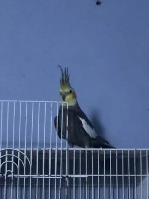 كوكتيلات للبيع اقره الوصف