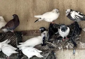 حمام البيع العدد 6 الواحد ب ريال