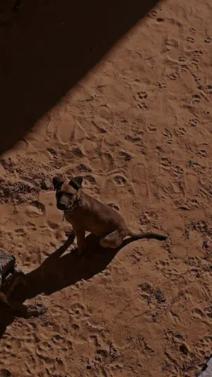 موجود جرو مالينوا