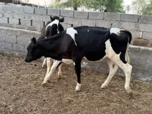 عجلات اللبيع