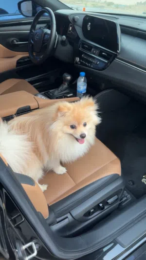 Pomeranian