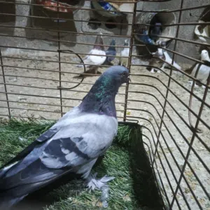 حمام للبيع