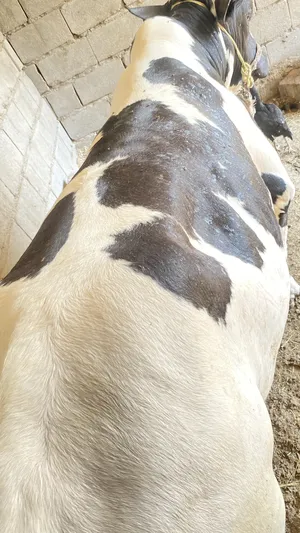 ‏أبقار‏0