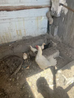 دجاج عربي للبيع