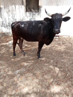 البقرة ظفاريه الذبح