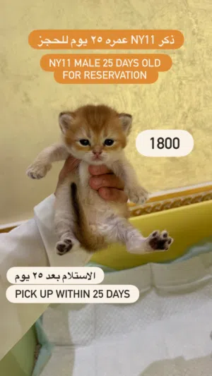 متوفر كتنز ألوان جميله ومختلفه للحجز