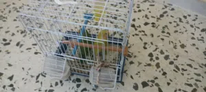 كوبيه بركاديلو أقر الوصف سعرها ساوم