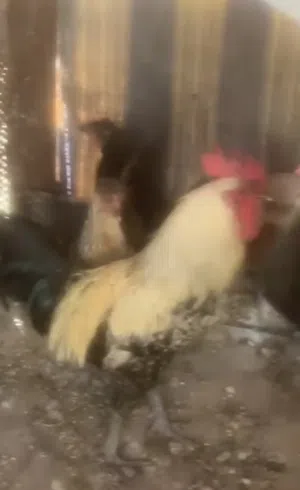 متاح في السلط
