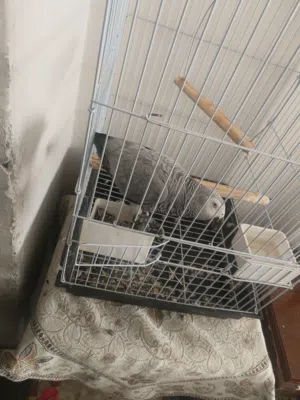 كاسكو مزرعة