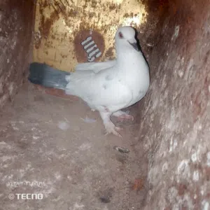 حمام البيع