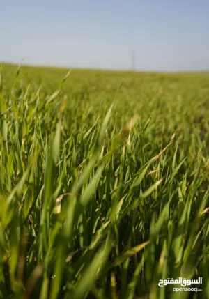 Mixed Use Land for Sale in Irbid University of Science and Technology