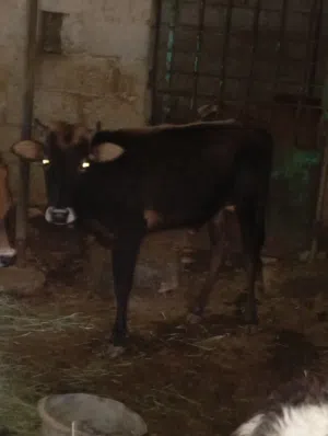 للبيع عجل عماني تابع الوصف