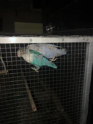 Birds4