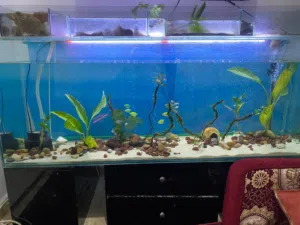 حوض سمك متر ونص للبدل على جواز عصافير أو ببغاء