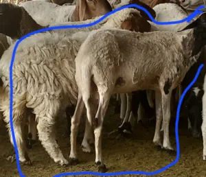 نعجه تحتها فطيمه بركوس صغير بسم الله مشاء الله سعر البيع 2900د مكاني ورشفانه ولاد عيسى