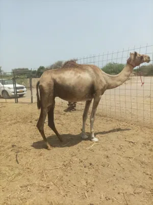 للبيع ناقه لحم سمين