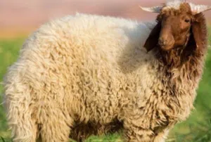 خرفان نعيميات ضحايا العيد المقبل بأسعار مناسبة السعر شامل التوصيل