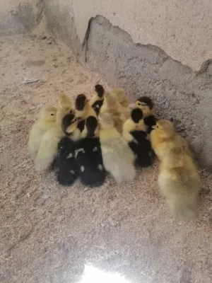 فروخ بط مصري للبيع