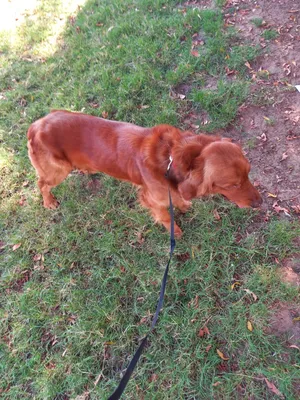 Golden Retriever1