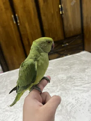 ببغاء درة أليف ممتاز جدا