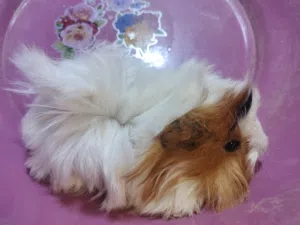 هامستر غنيا سوبر لوكس في حلوان كلمني واتس