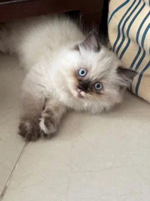 Pure Himalaya cat male