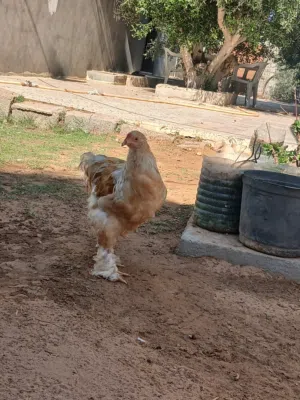 متوفر ديك ليموني موصفات الله يبارك اقراء الوصف