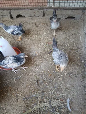 دجاج عماني محلي من إنتاج المزرعة للبيع