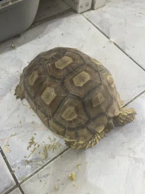 Sulcata tortoise 1000 each سلحفاة سلقاتا