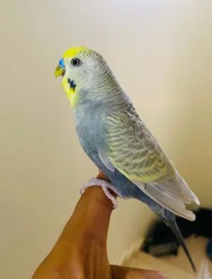 عصفور رينبو ذكر ربي يبارك