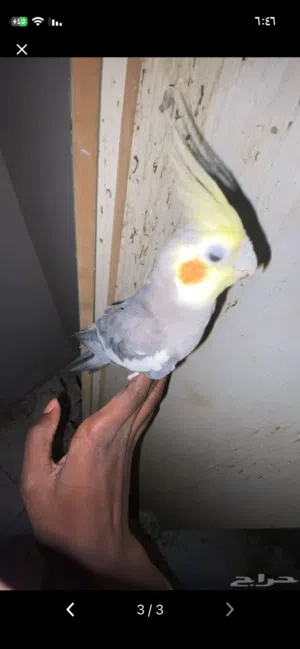 طير كروان واحد اليف اثاني خواف