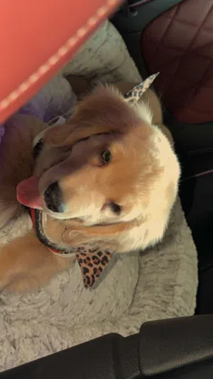 Golden retriever - Female