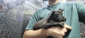 for sale pitbull urgent sale