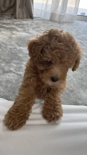 توي بودل مني تي كب     Toy Poodl teacup mini