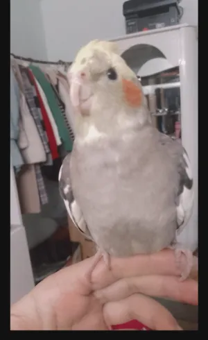 عصافير كوكتيل للبيع