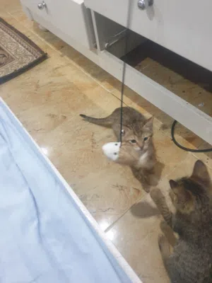 كيتن شيرازي للتبني