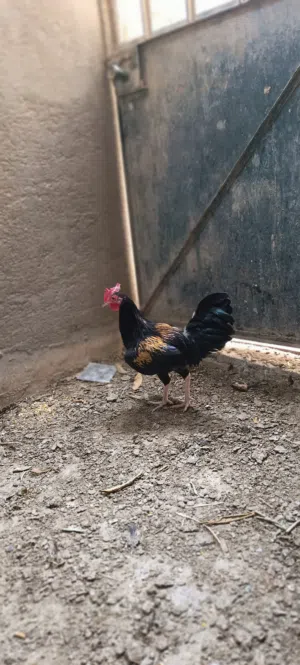 سلام عليكم متوفر ثلاث ديوجه كويتي
