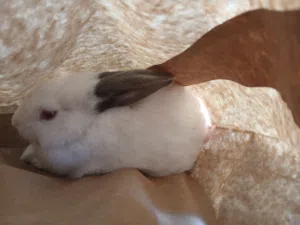 جوز ارانب فرنسيات للبيع