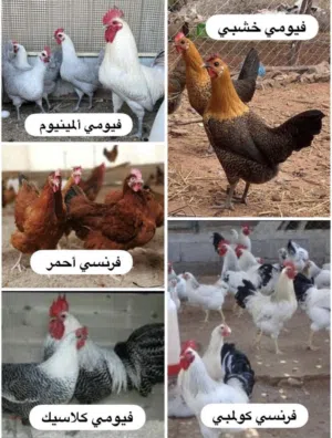 دجاج حي او مذبوح متوفر