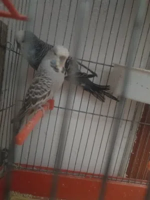 جوز حب انجليزي