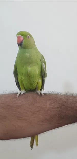 دره اليف طينه