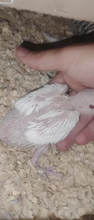 فرخ ببغاء دره البينو 28 يوم بصحه جيده (نادر)