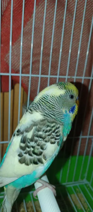 طير حب بادجي جميل