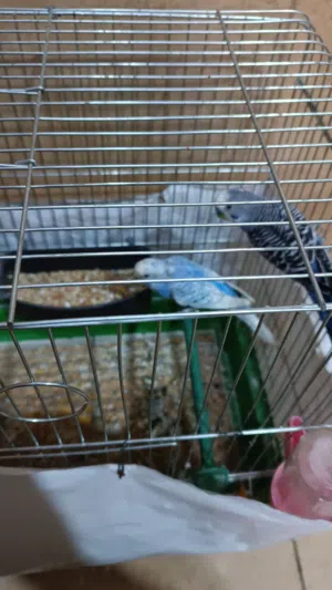 طيور الحب ذكر وأنثى مع القفص للبيع