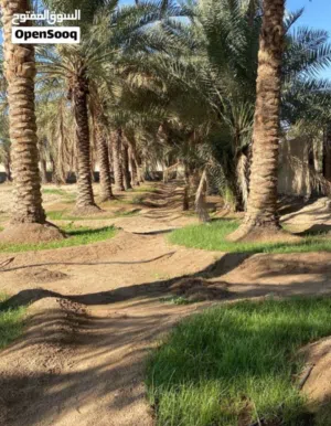 عرض مغري جدا لأرض في العين الهيلي