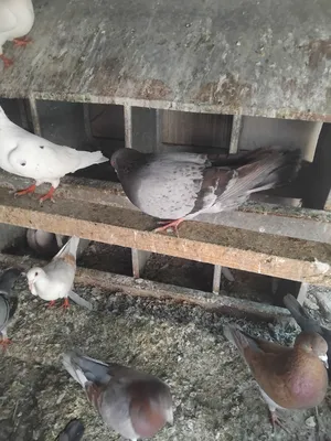 Pigeons3