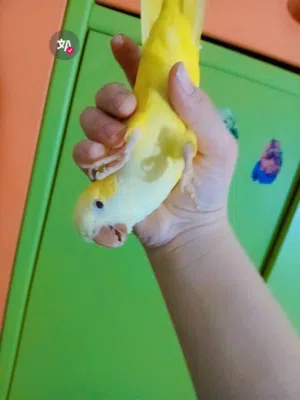 لي عشاق طيور المروضة جبتلكن ببغاوات كويكر وببغاء كنيور   مميزين مروضين  متل العبة وبيحكو كمان