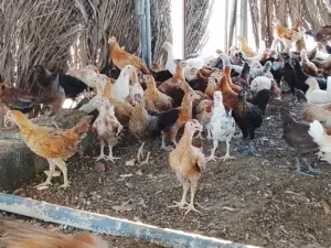 دجاج عماني للبيع