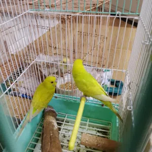 للبيع طيور بادجي
